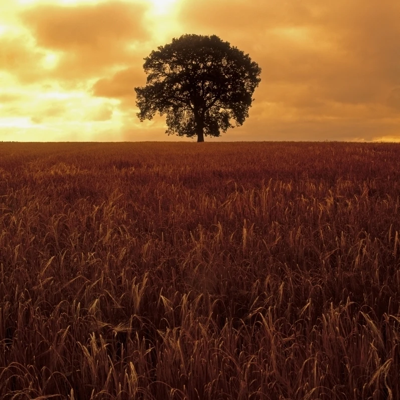 Oak Tree In A Barley Field Ireland Poster Print (24 x 32) | Дом и сад