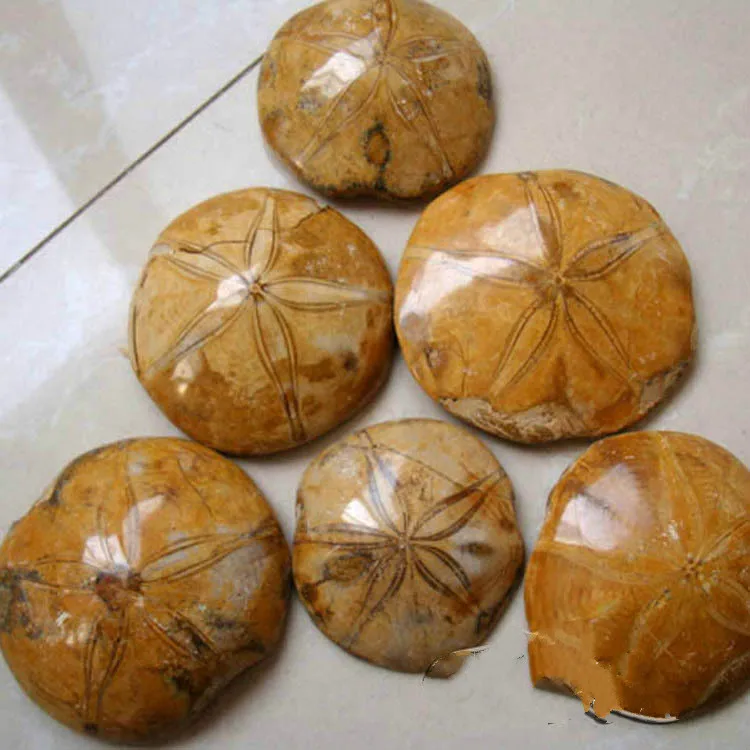 Natural starfish fossil rough wholesale diameter 7 cm billion years of starfish fossils
Natural starfish fossil rough wholesale diameter 7 cm billion years of starfish fossils