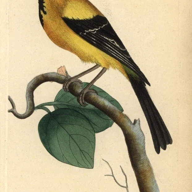 Ямайский или каймановый Oriole Icterus Leucopteryx плакат печать Florilegius Мэри Эванс