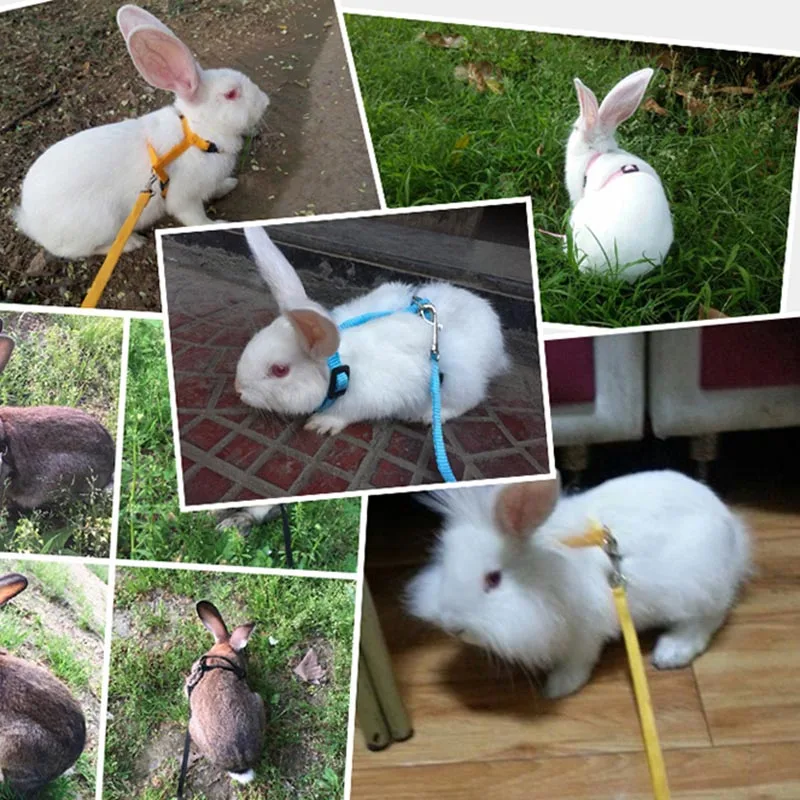 Pet Rabbit Soft Harness Leash Adjustable Bunny Traction Rope for Running Walking WXV Sale
Pet Rabbit Soft Harness Leash Adjustable Bunny Traction Rope for Running Walking WXV Sale