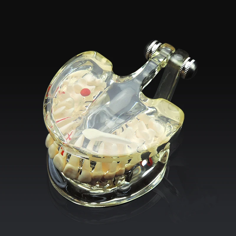 Dental Study Teaching Model Dental Standard Model Removable Teeth Model Adult Pathological Teeth Model For Dental Lab
Dental Study Teaching Model Dental Standard Model Removable Teeth Model Adult Pathological Teeth Model For Dental Lab