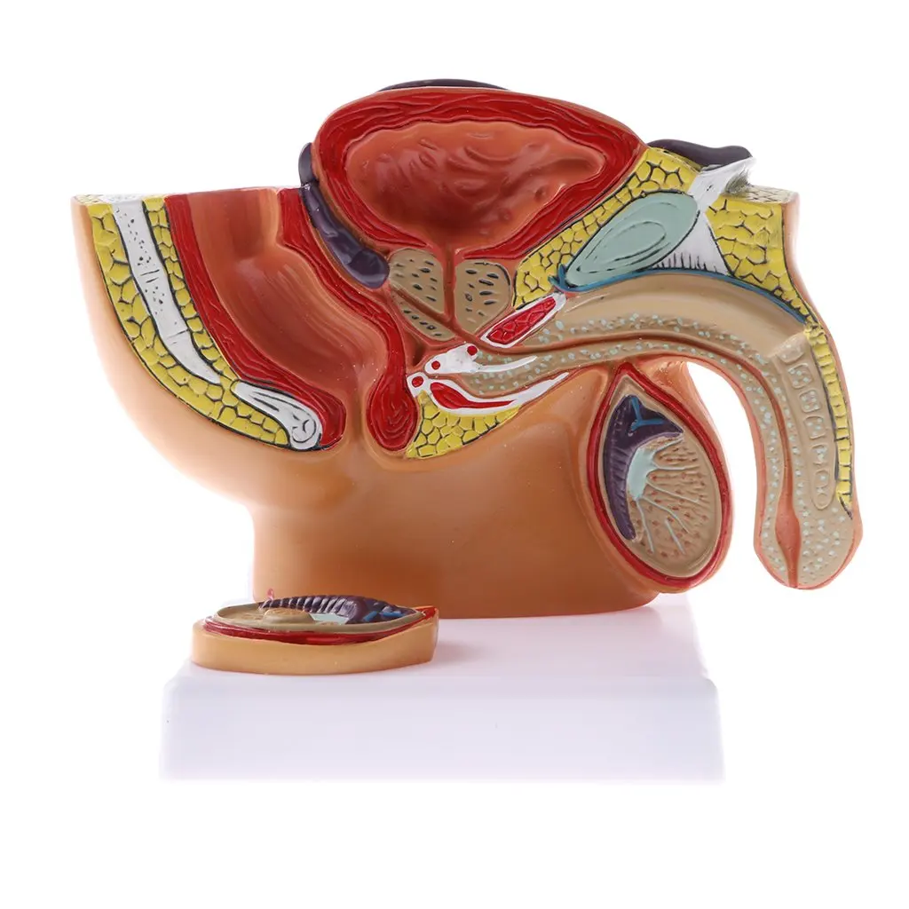 1: 2 Basin Prostate Model Human Male Urinary System Medical Anatomical Model School Teaching Tool Learning Display Lab Supplies
1: 2 Basin Prostate Model Human Male Urinary System Medical Anatomical Model School Teaching Tool Learning Display Lab Supplies