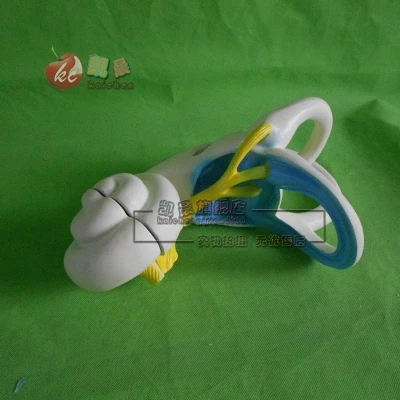 inner ear scale-up model 20*14*10cm Teaching apparatus experimental apparatus free shipping
inner ear scale-up model 20*14*10cm Teaching apparatus experimental apparatus free shipping