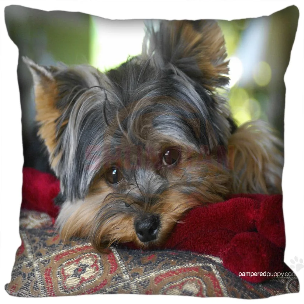 Hot Product Free shipping Custom Square Pillowcase yorkshire terrier soft Pillow Cover Zippered SQ00610-H05
Hot Product Free shipping Custom Square Pillowcase yorkshire terrier soft Pillow Cover Zippered SQ00610-H05