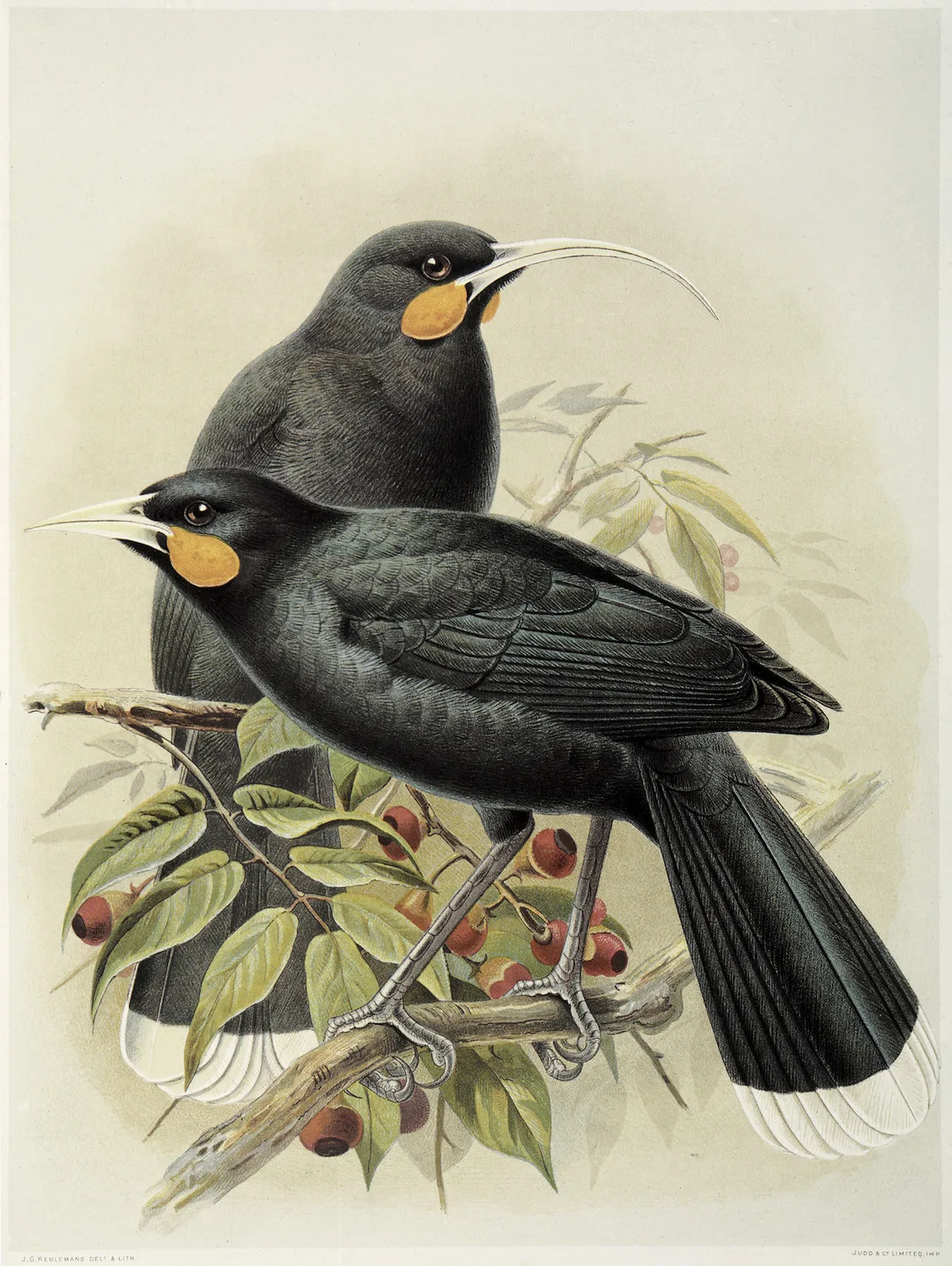 Новая Зеландия NZ Native Birds серия Huia классические настенные наклейки холст живопись