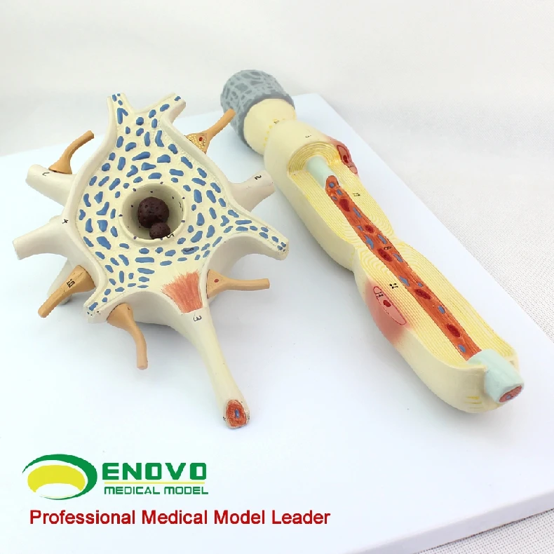 Neuron cell body and nerve fiber structure magnification model medical human anatomy system
Neuron cell body and nerve fiber structure magnification model medical human anatomy system