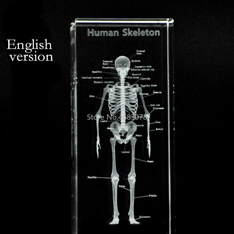 3D Stereoscopic crystal inner carving Human,skeleton model for Medical teaching supplies or Ideal gift 50*50*120mm
3D Stereoscopic crystal inner carving Human,skeleton model for Medical teaching supplies or Ideal gift 50*50*120mm