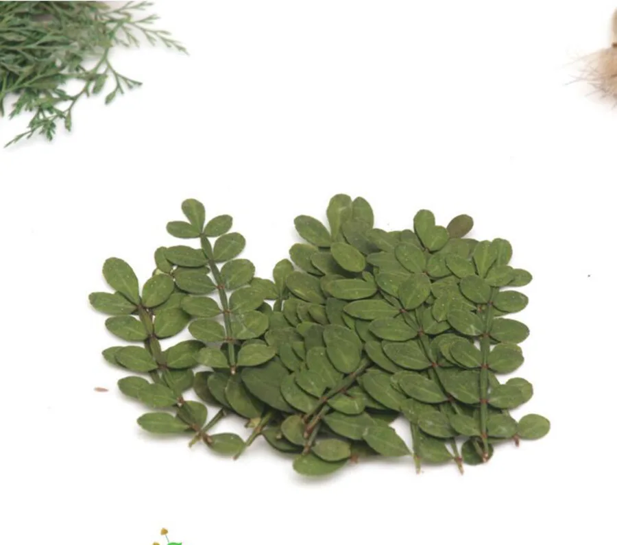 60pcs Pressed Dried Zanthoxylum Piperitum Leaves Leaf Flower Plant Herbarium For Jewelry Postcard Invitation Card Phone Case DIY 
60pcs Pressed Dried Zanthoxylum Piperitum Leaves Leaf Flower Plant Herbarium For Jewelry Postcard Invitation Card Phone Case DIY