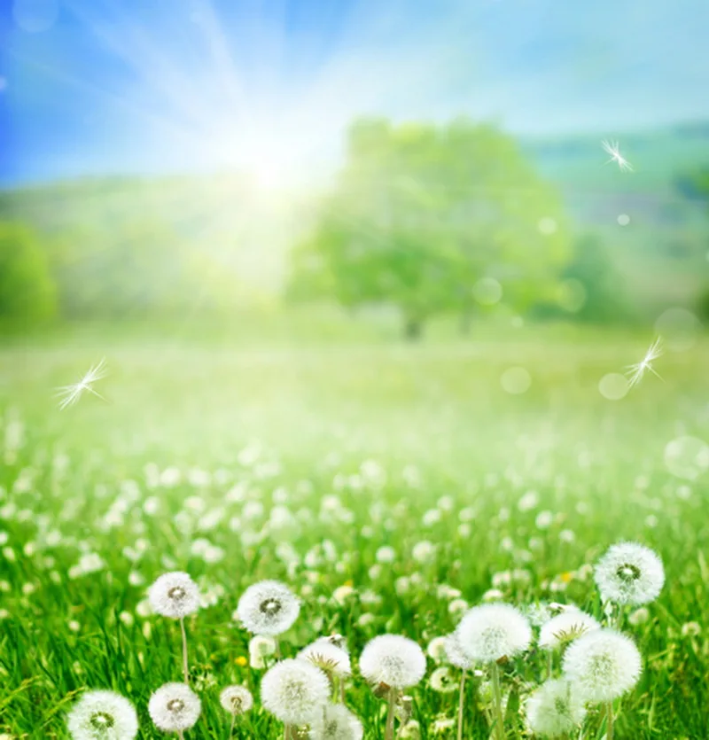 Custom digital Spring green photobackground natural scenic flower studio backdrops,fantasy vinyl background backdrop wedding
Custom digital Spring green photobackground natural scenic flower studio backdrops,fantasy vinyl background backdrop wedding