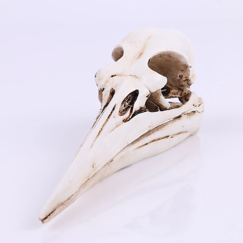 Dinosaur bird skull resin skull and bone resin handicraft home furnishing animal skull research creative design KLGT004
Dinosaur bird skull resin skull and bone resin handicraft home furnishing animal skull research creative design KLGT004