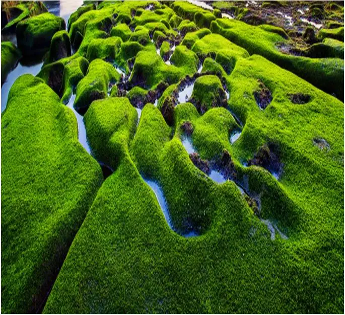 3d Пол росписи обои Риф мох морской воды Водонепроницаемый-обои для ванной фото |