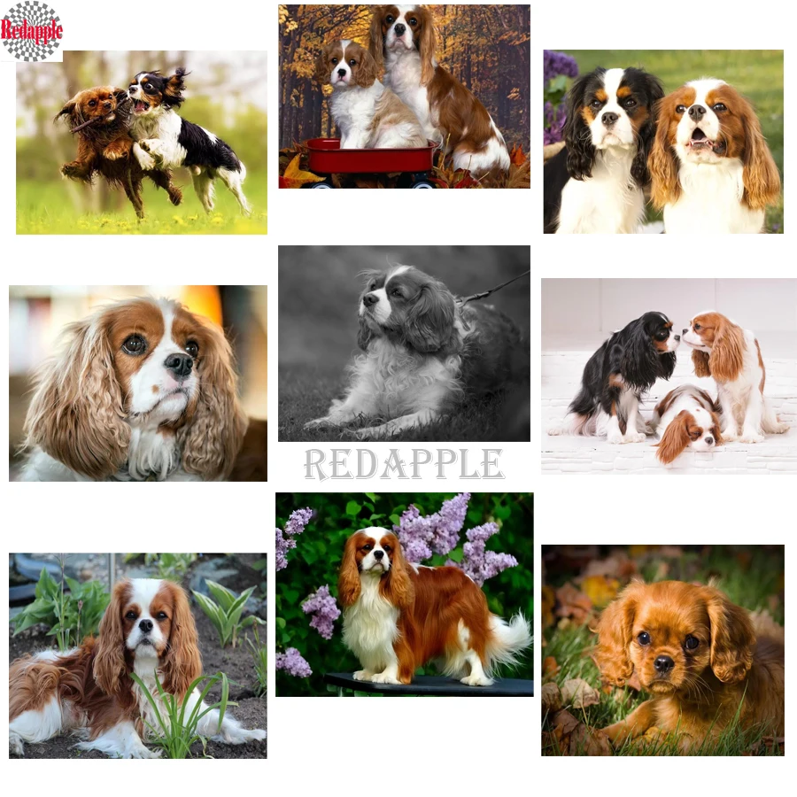Diamond painting cross stitch Cavalier King Charles Spaniel full square 5d diy diamond embroidery cute pet diamond mosaic dog
Diamond painting cross stitch Cavalier King Charles Spaniel full square 5d diy diamond embroidery cute pet diamond mosaic dog