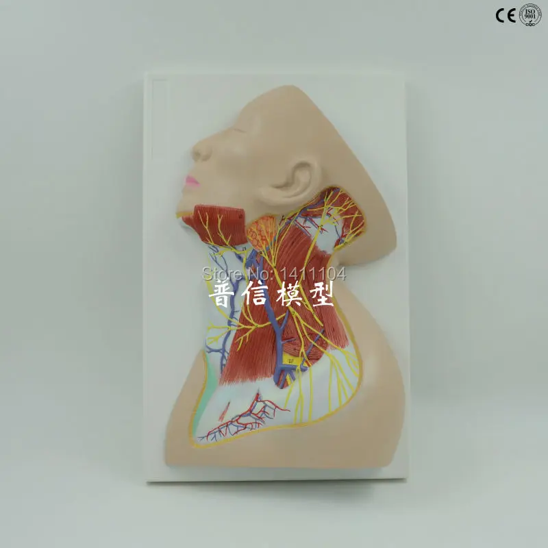Free shipping&Human neck anatomical model, superficial nerve, muscle nerve, head and neck skin,used for cosmetic surgery medical
Free shipping&Human neck anatomical model, superficial nerve, muscle nerve, head and neck skin,used for cosmetic surgery medical