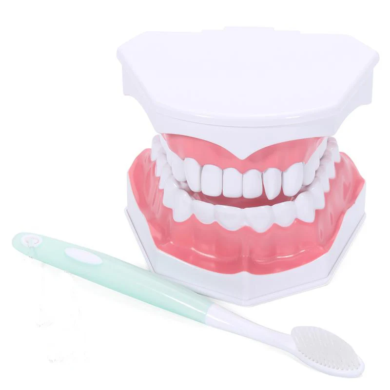Dental Brushing Model Teach Teeth Model Early Learning Demo Can Pull Teeth Mouth Model Teach Children to Brush Dental Model
Dental Brushing Model Teach Teeth Model Early Learning Demo Can Pull Teeth Mouth Model Teach Children to Brush Dental Model