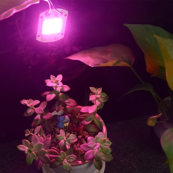 1pcs Hydroponice 20w 30w 50w cob led grow light chip full spectrum 380nm-840nm for Indoor Plant Seedling Grow and Flower
1pcs Hydroponice 20w 30w 50w cob led grow light chip full spectrum 380nm-840nm for Indoor Plant Seedling Grow and Flower