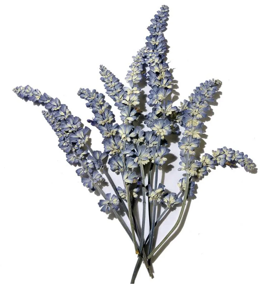 60pcs Pressed Dried Lavender with Stalk Flower Plant Herbarium For Jewelry Postcard Invitation Card Phone Case Bookmark DIY
60pcs Pressed Dried Lavender with Stalk Flower Plant Herbarium For Jewelry Postcard Invitation Card Phone Case Bookmark DIY