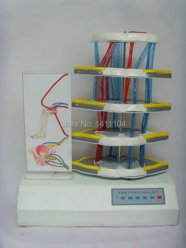 Free shipping&Electric anatomical model of spinal cord reflex and injury, teaching and scientific demonstration.
Free shipping&Electric anatomical model of spinal cord reflex and injury, teaching and scientific demonstration.