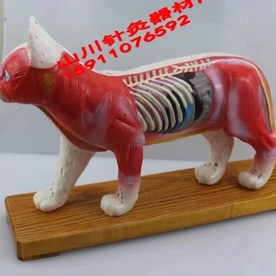 Cat body acupuncture model animal model pvc material 36 commonly used points with number mark
Cat body acupuncture model animal model pvc material 36 commonly used points with number mark