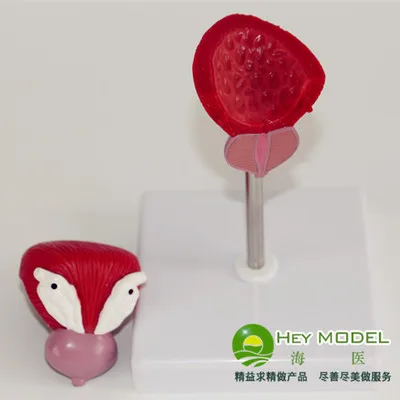 human nurtural size urinary bladder anatomical model with prostate glands free shipping
human nurtural size urinary bladder anatomical model with prostate glands free shipping