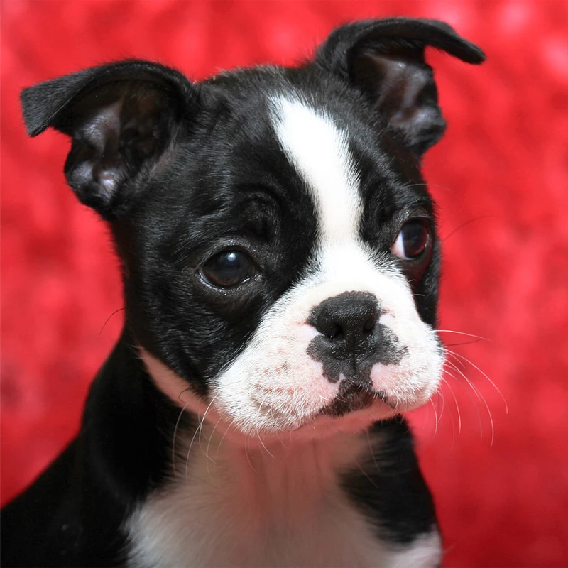 Li Loye Diamond painting dog full square & round 5d diy boston terrier diamond embroidery 3d pictures diamond mosaic icons GH322
Li Loye Diamond painting dog full square & round 5d diy boston terrier diamond embroidery 3d pictures diamond mosaic icons GH322
