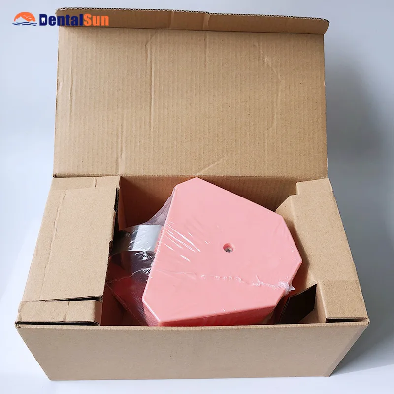 Tooth Brushing Demonstration Model M7010