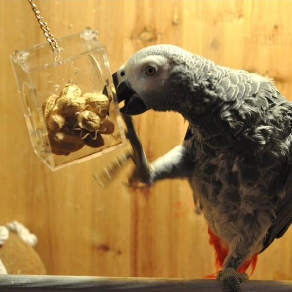 Pet's world 2015 HOT SALE Cute birds small feeders arylic parrot puzzle toys swing Free shipping
Pet's world 2015 HOT SALE Cute birds small feeders arylic parrot puzzle toys swing Free shipping