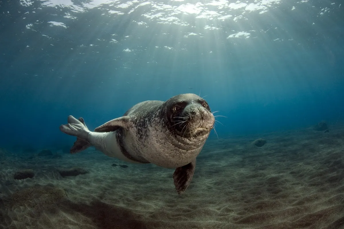 Monachus Monk Seal PDY105, Настенный декор, декор для комнаты, украшение для дома, брезент, фоторамка в наличии
Monachus Monk Seal PDY105, Настенный декор, декор для комнаты, украшение для дома, брезент, фоторамка в наличии