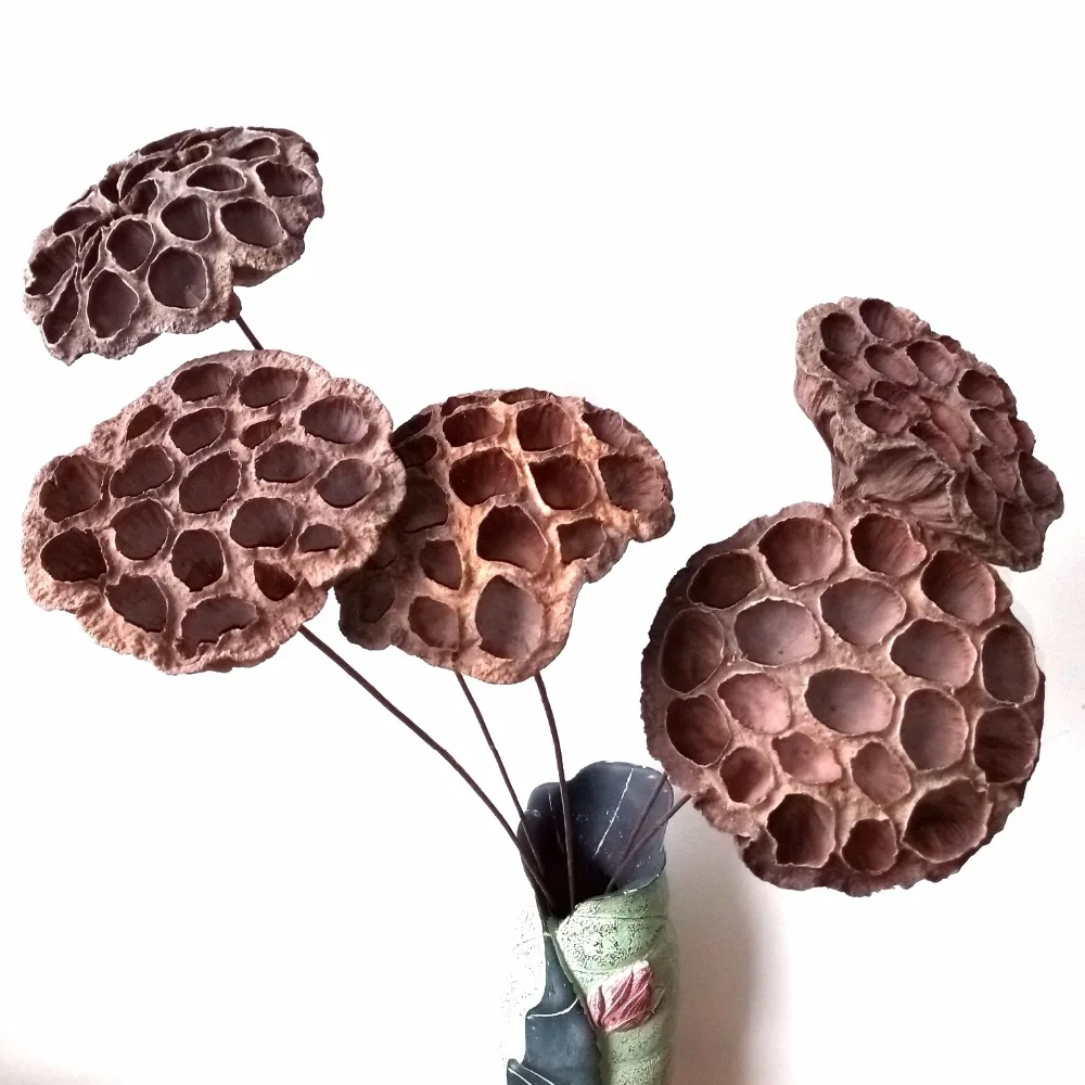 5 шт. сушеные и натуральные стержни лотоса с проводом 24 дюйма|dried lotus|lotus stemwire stems |