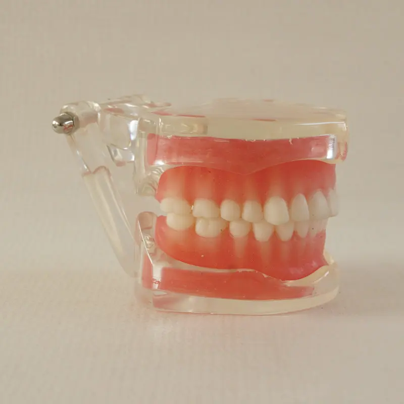 1pc Removable Teeth teaching Model Adult Typodont education teeth Model for Dentist 28pcs teeth soft gum Using in dental class
1pc Removable Teeth teaching Model Adult Typodont education teeth Model for Dentist 28pcs teeth soft gum Using in dental class