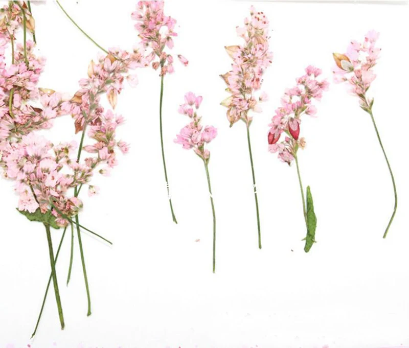 250pcs Pressed Dried 4-6cm Pink Buckwheat Flower Plant Herbarium For Jewelry Postcard Invitation Card Phone Case Bookmark DIY
250pcs Pressed Dried 4-6cm Pink Buckwheat Flower Plant Herbarium For Jewelry Postcard Invitation Card Phone Case Bookmark DIY