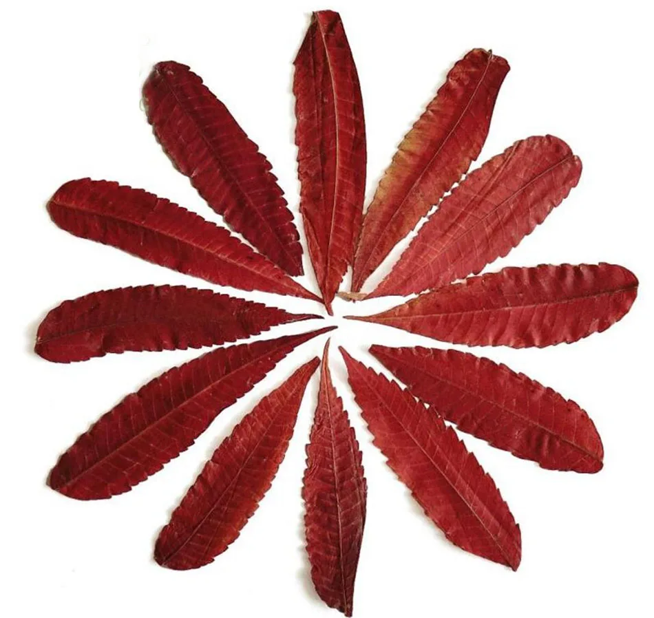 120pcs Dried Pressed Rhus Typhina Leaf Leaves Plant Herbarium For Jewelry Photo Frame Scrapbooking Craft Making Accessories
120pcs Dried Pressed Rhus Typhina Leaf Leaves Plant Herbarium For Jewelry Photo Frame Scrapbooking Craft Making Accessories