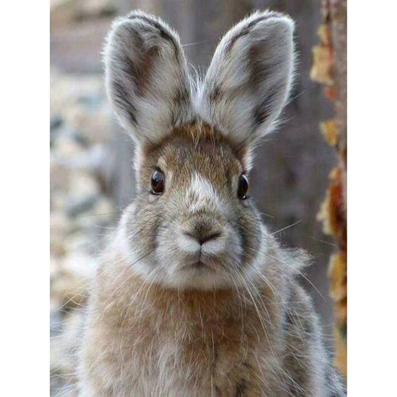 new Full 5D DIY Diamond Painting animal rabbit icon Diamond Embroidery Cross Stitch Rhinestone Mosaic Painting Home Decor l584
new Full 5D DIY Diamond Painting animal rabbit icon Diamond Embroidery Cross Stitch Rhinestone Mosaic Painting Home Decor l584