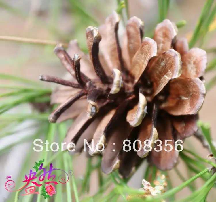 50 шт. украшения из натурального соснового шифона Pinecone Рождественские елочные