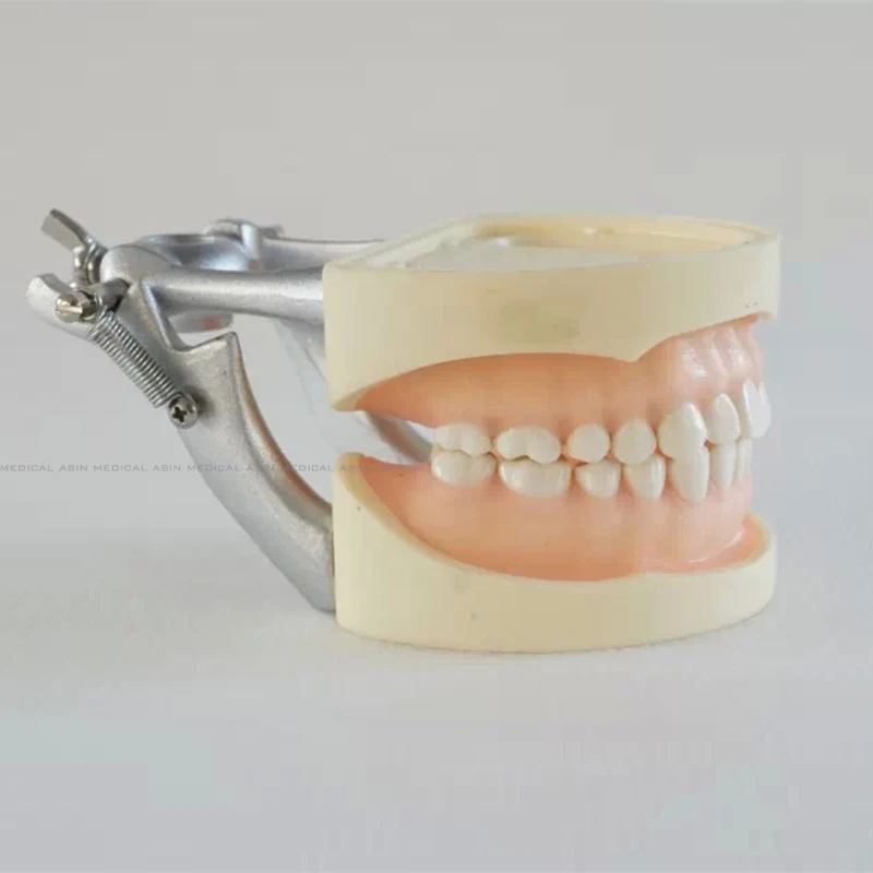 Standard tooth Model 28pcs Teeth Soft Gum Screw fixed DP Articulator children Dentist student learning mode
Standard tooth Model 28pcs Teeth Soft Gum Screw fixed DP Articulator children Dentist student learning mode