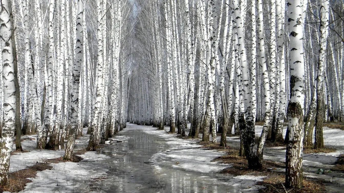 Birch Tree Road Woodland winter woods backdrops High quality Computer print scenic backgrounds
Birch Tree Road Woodland winter woods backdrops High quality Computer print scenic backgrounds
