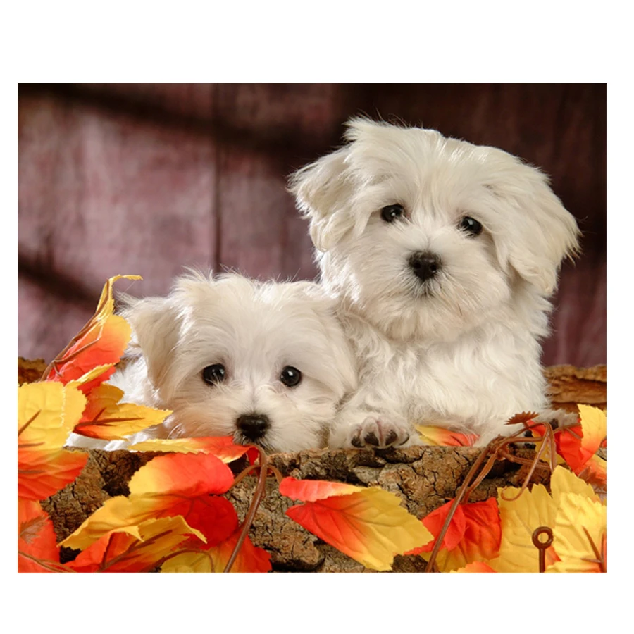 New Diamond Painting 3d Cross Stitch Maltese Dog diy 5d Diamond Embroidery sale animal pet Full square/round diamond drills dog
New Diamond Painting 3d Cross Stitch Maltese Dog diy 5d Diamond Embroidery sale animal pet Full square/round diamond drills dog