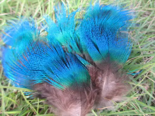 Wholesale perfect 20pcs high quality natural Peacock blue Feathers 2-4inch/5-10cm Decorative diy
Wholesale perfect 20pcs high quality natural Peacock blue Feathers 2-4inch/5-10cm Decorative diy