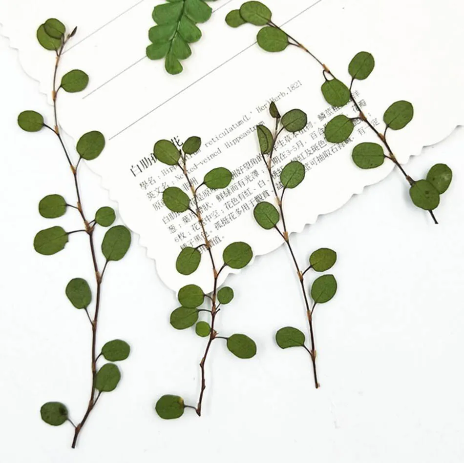 64pcs Pressed Dried Chiba Chlorophytum Ivy Leaf Flower Plant Herbarium Jewelry Postcard Invitation Card Phone Case Bookmark DIY
64pcs Pressed Dried Chiba Chlorophytum Ivy Leaf Flower Plant Herbarium Jewelry Postcard Invitation Card Phone Case Bookmark DIY