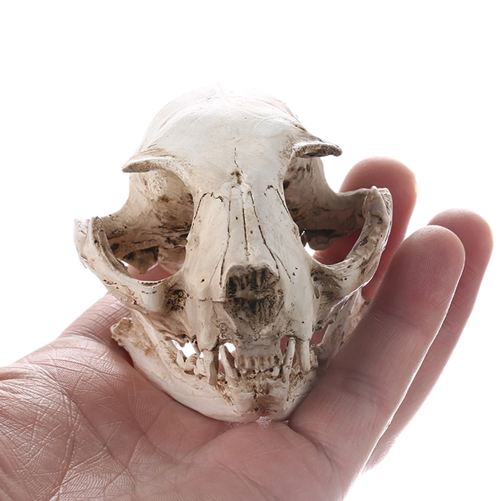 Realistic Cat Skull, Resin Skeleton Head Scale Model Decorations, 6.5 x 6.5 x 9cm
Realistic Cat Skull, Resin Skeleton Head Scale Model Decorations, 6.5 x 6.5 x 9cm