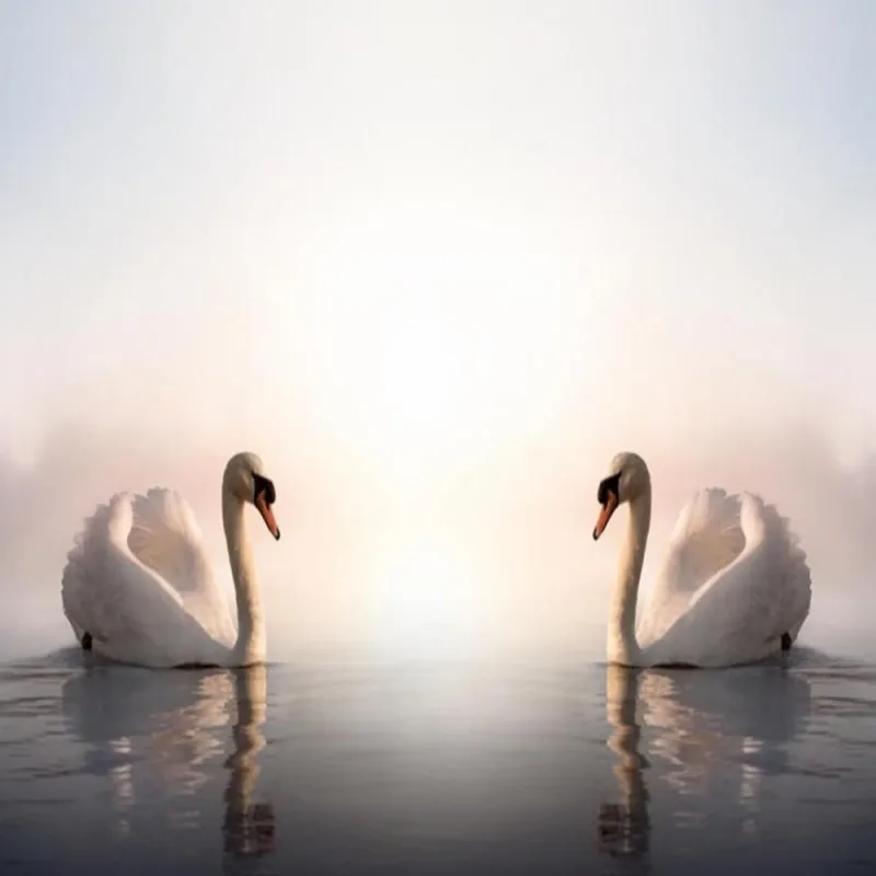 Dropshipping Colomac White Wallpaper a Pair of Swans Wall Painting Wallpaper Bedroom Papier Peint Mural Wallpapers Home Decor
Dropshipping Colomac White Wallpaper a Pair of Swans Wall Painting Wallpaper Bedroom Papier Peint Mural Wallpapers Home Decor