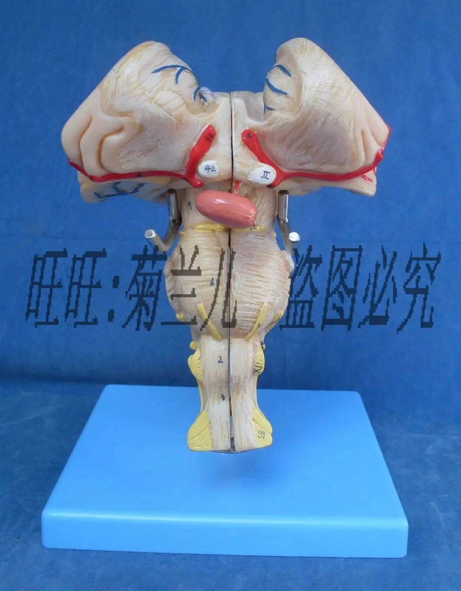 

Анатомические модели мозгово-понтинового медуллы сплюснутой и черепных нервов в увеличении стебля мозга 18 см * 14,5 см * 12 см