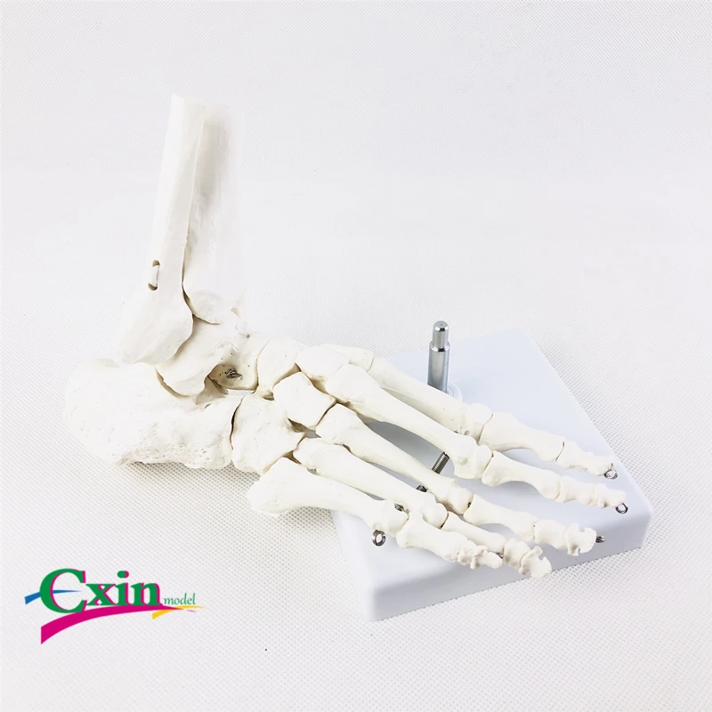 Модель кости ноги человека лодыжки суставы костной структуры медицинского