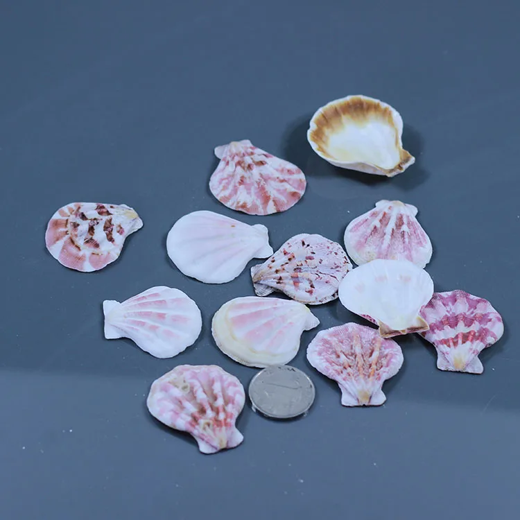 5pcs/lot Conch shell baby natural seven multicolour diy fan punch color shell fish tank decoration yangtz
5pcs/lot Conch shell baby natural seven multicolour diy fan punch color shell fish tank decoration yangtz