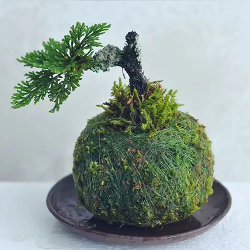 Moss Ball Pot Bird Nest Flower Plant Home Office Desk Table Garden DIY Decoration
Moss Ball Pot Bird Nest Flower Plant Home Office Desk Table Garden DIY Decoration