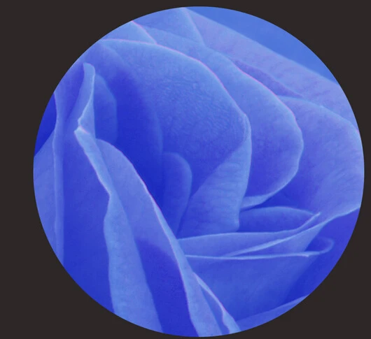 Custom papel DE parede floral, blue roses murals for the sitting room the bedroom TV wall vinyl papel DE parede
Custom papel DE parede floral, blue roses murals for the sitting room the bedroom TV wall vinyl papel DE parede