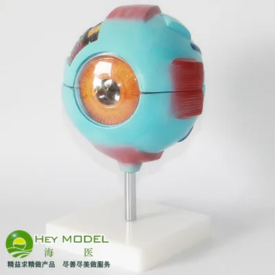6X eyeball anatomical human eye model PVC material 15.5cm medical teaching model free shipping
6X eyeball anatomical human eye model PVC material 15.5cm medical teaching model free shipping