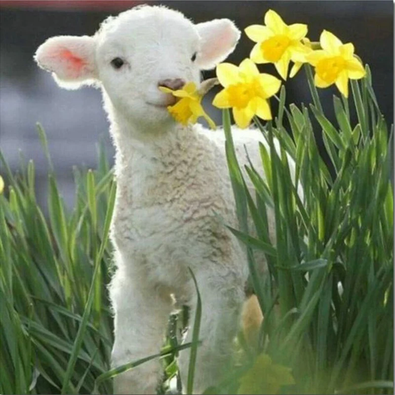 Sheep DIY 5D Diamond Painting Cross Stitch Square Mosaic Diamond Embroidery Needlework Patterns Rhinestone
Sheep DIY 5D Diamond Painting Cross Stitch Square Mosaic Diamond Embroidery Needlework Patterns Rhinestone