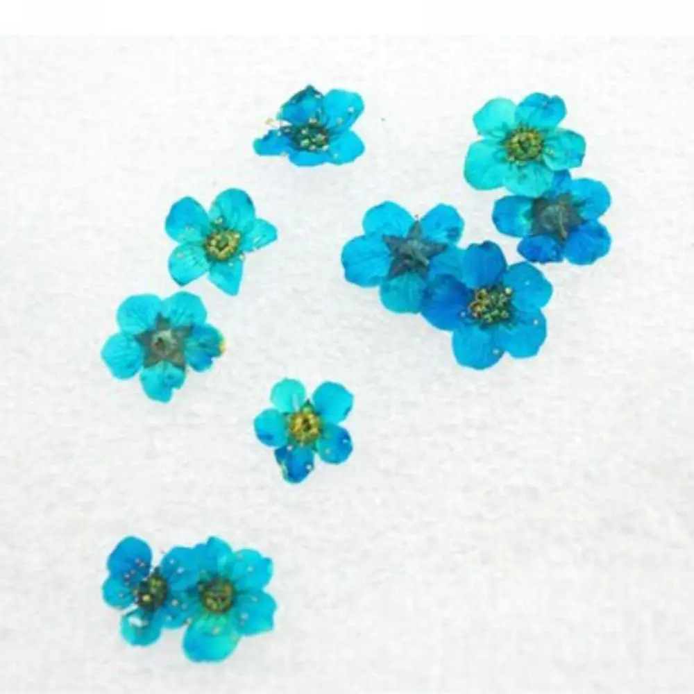 12 Colors 3D Beauty Real Dry Dried Flower for UV Gel Acrylic Nail Art Tips Decoration 24PCs Fashion New Hot Rhinestone
12 Colors 3D Beauty Real Dry Dried Flower for UV Gel Acrylic Nail Art Tips Decoration 24PCs Fashion New Hot Rhinestone