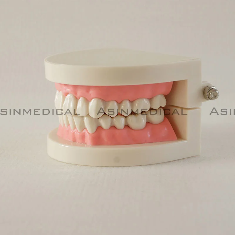 Oral health care dental model nursery teaching aids children's toys brushing teeth dental structure Demo
Oral health care dental model nursery teaching aids children's toys brushing teeth dental structure Demo