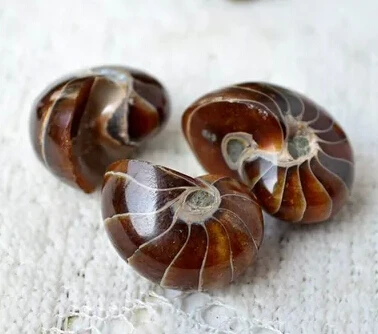 AAA+++ AMMONITE AMMOLITE NAUTILUS MADAGASCAR FOSSIL SPECIMEN HEALING 20g--30g free shipping
AAA+++ AMMONITE AMMOLITE NAUTILUS MADAGASCAR FOSSIL SPECIMEN HEALING 20g--30g free shipping